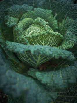 Fotografie von Wirsingkohl 