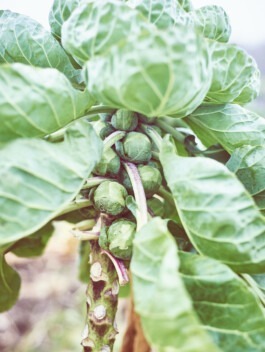 Fotografie von Rosenkohl am Strauch 