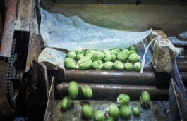 Fotografie von Rosenkohl in der Sortierung 