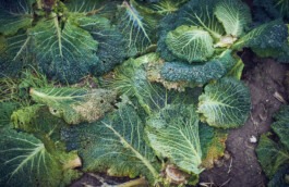 Fotografie von Wirsingblättern 