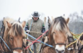 Biohof Grossholz - Foto von der Arbeit mit Pferden 
