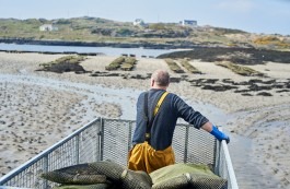 Fotografie von der Austernernte Bunbeg, Donegal 