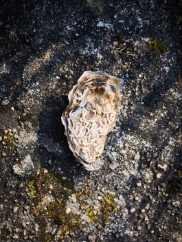 Atlantik Fisch Donegal in Irland – Bild einer Auster 